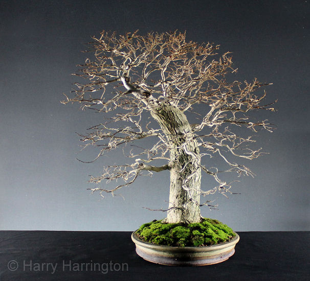 elm bonsai